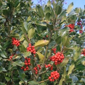 Pequeo Acebo  (Ruscus Aculeatus) - Familia: Liliceas